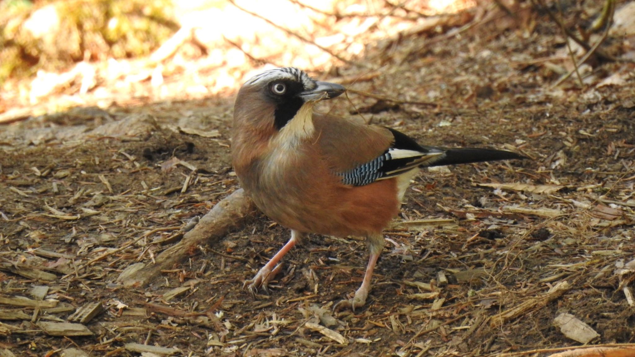 戸隠森林植物園(戸隠森林公園) カケスの写真