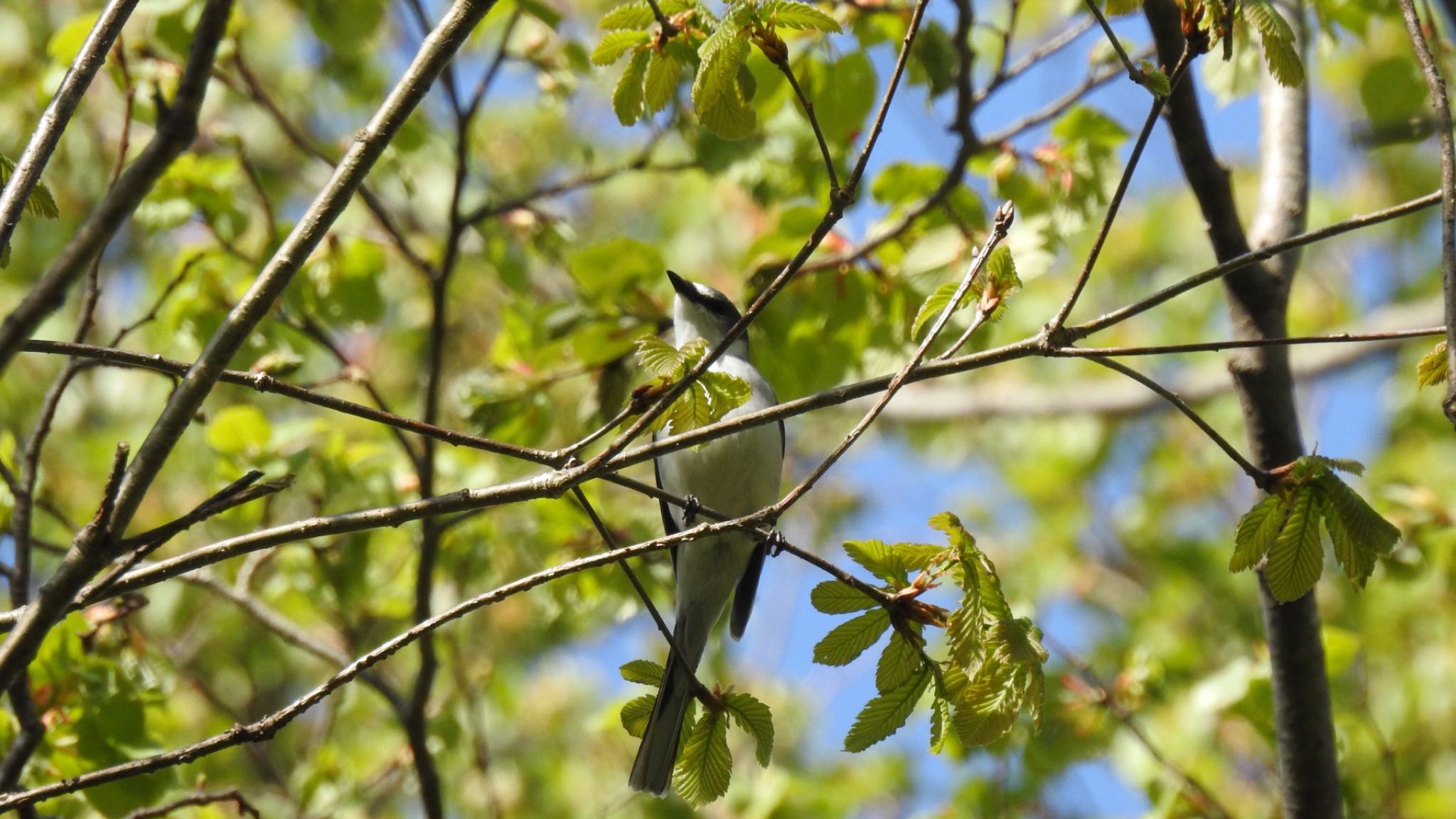 戸隠森林植物園(戸隠森林公園) サンショウクイの写真