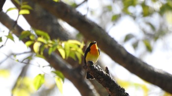 Narcissus Flycatcher Togakushi Forest Botanical Garden Thu, 5/18/2023