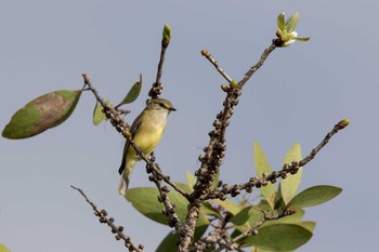 Lemon-bellied Flyrobin