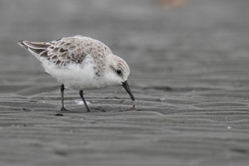 ミユビシギ ふなばし三番瀬海浜公園 2023年4月22日(土)