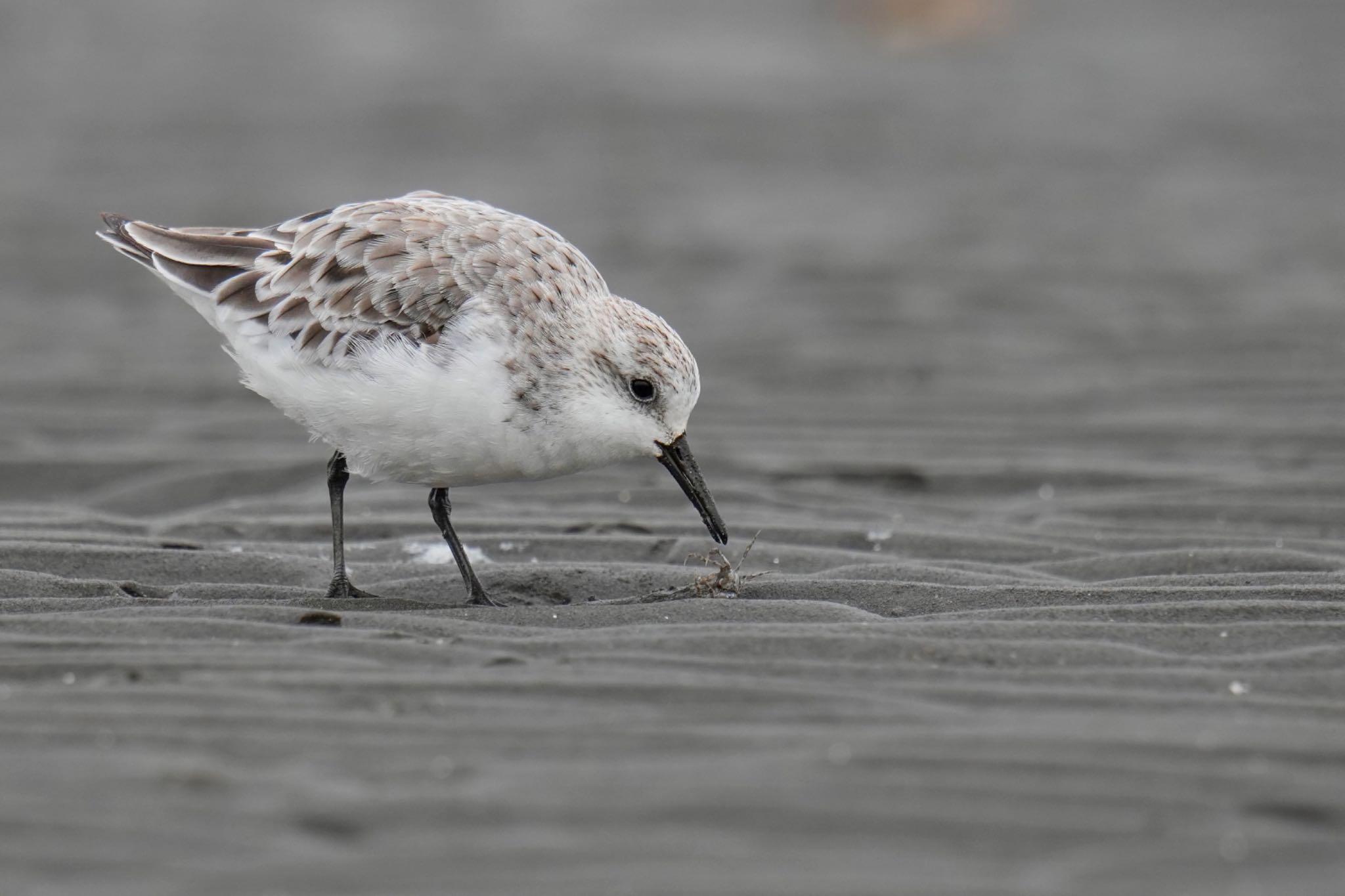 ふなばし三番瀬海浜公園 ミユビシギの写真