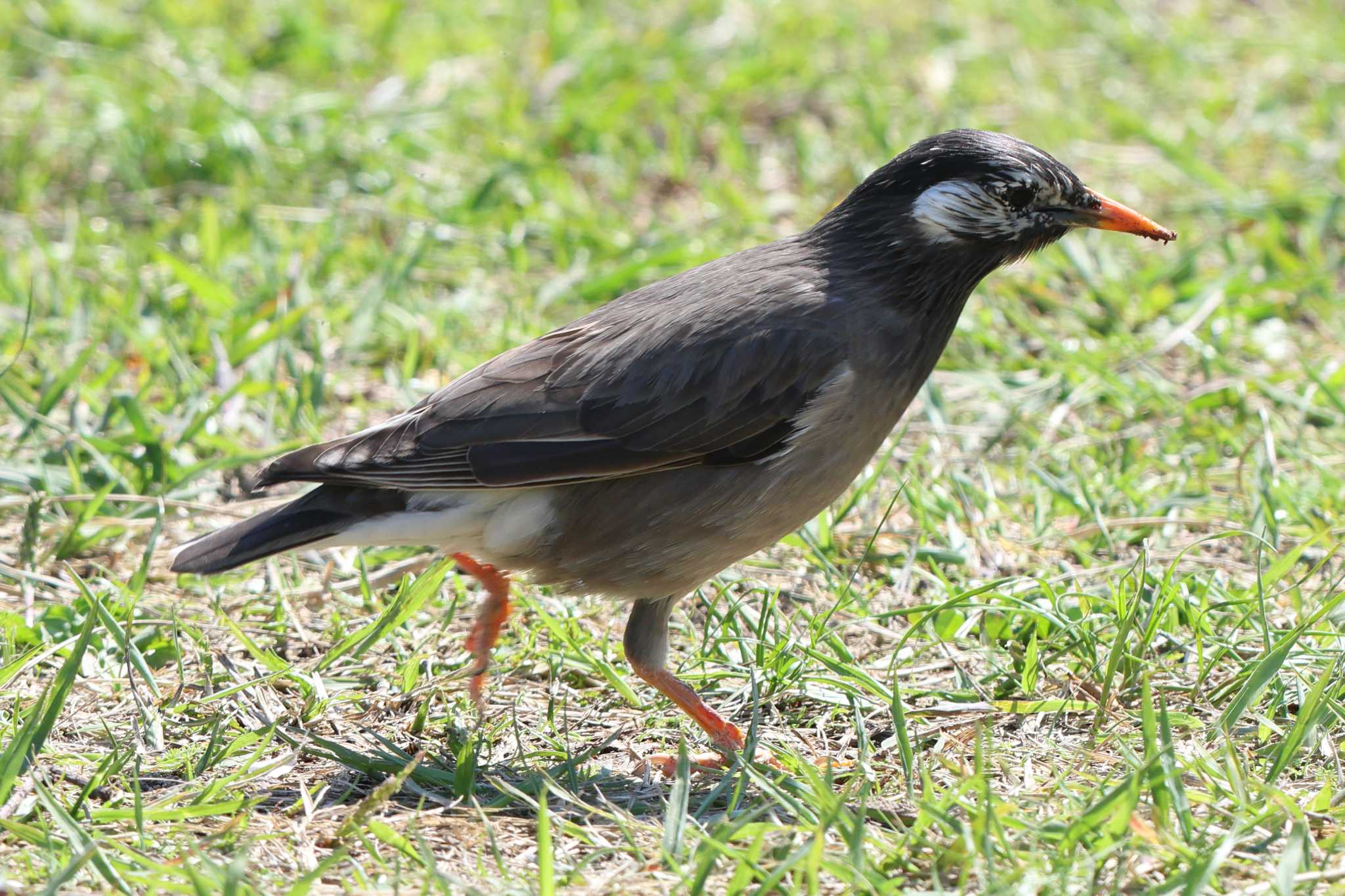 明石公園のムクドリ