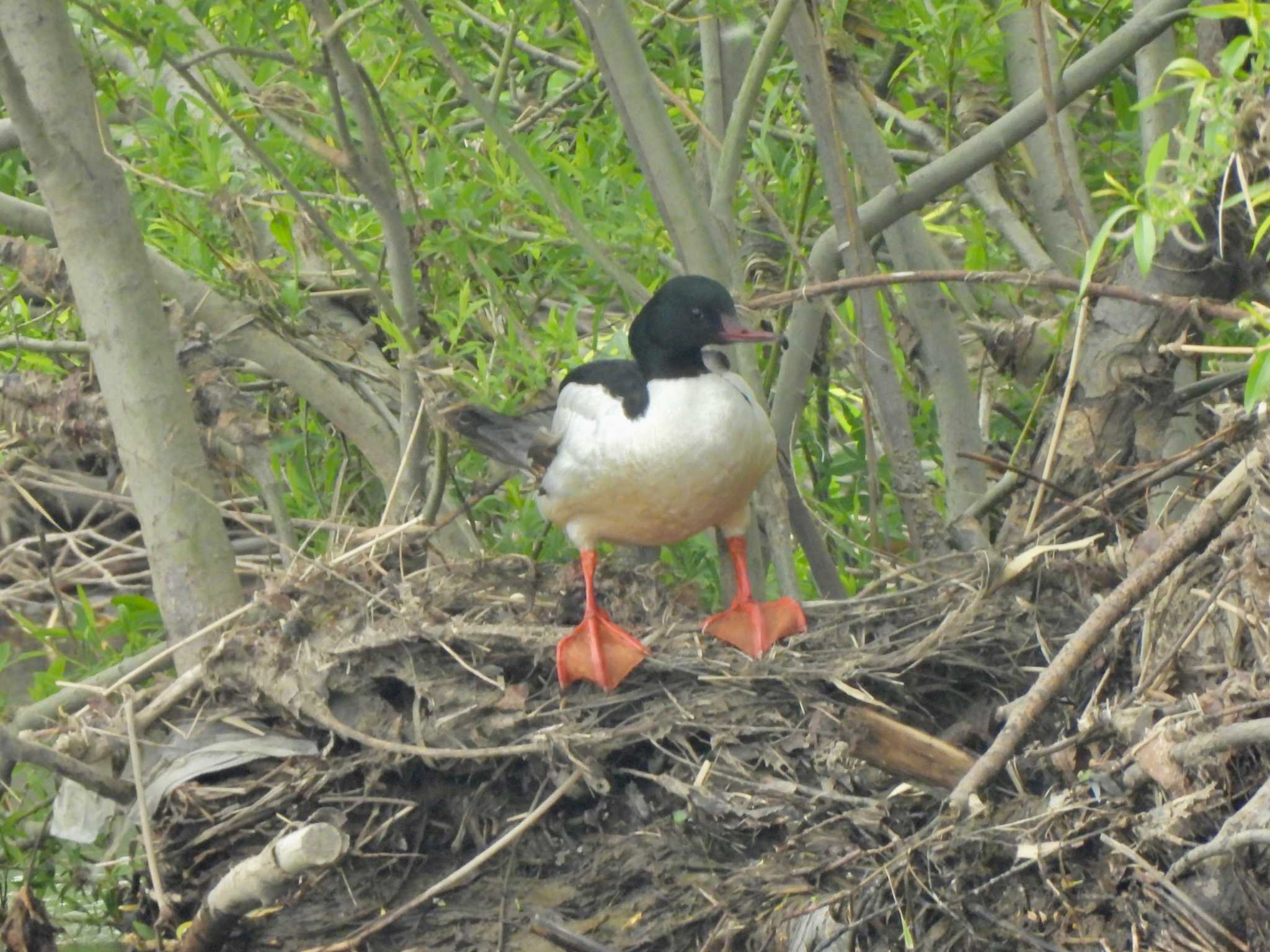 Photo of Common Merganser at 豊平川 by Ko Sato