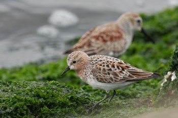 トウネン ふなばし三番瀬海浜公園 2023年4月22日(土)