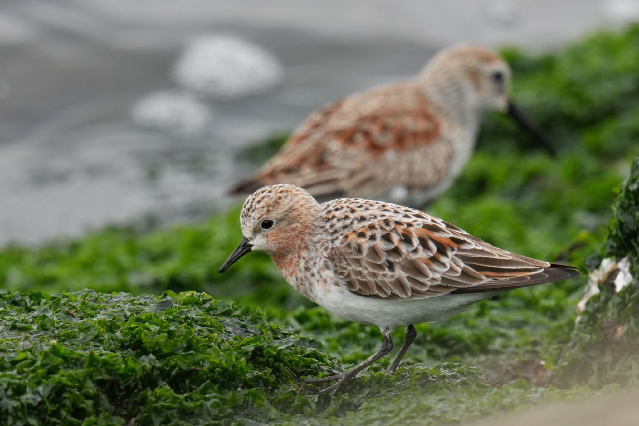 ふなばし三番瀬海浜公園 トウネンの写真