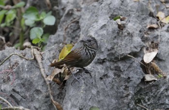 Annam Limestone Babbler Van Long Nature Reserve 2023年5月2日(火)