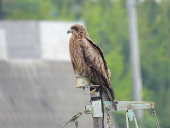 Black Kite 直島(香川県) Thu, 5/18/2023