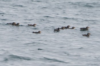 Rhinoceros Auklet 宮城県のどか満喫 Tue, 5/16/2023