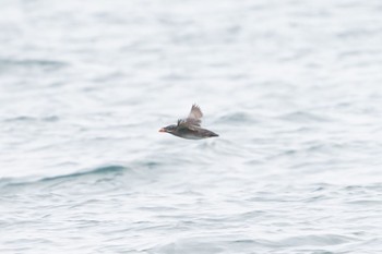 Rhinoceros Auklet 宮城県フライング Tue, 5/16/2023