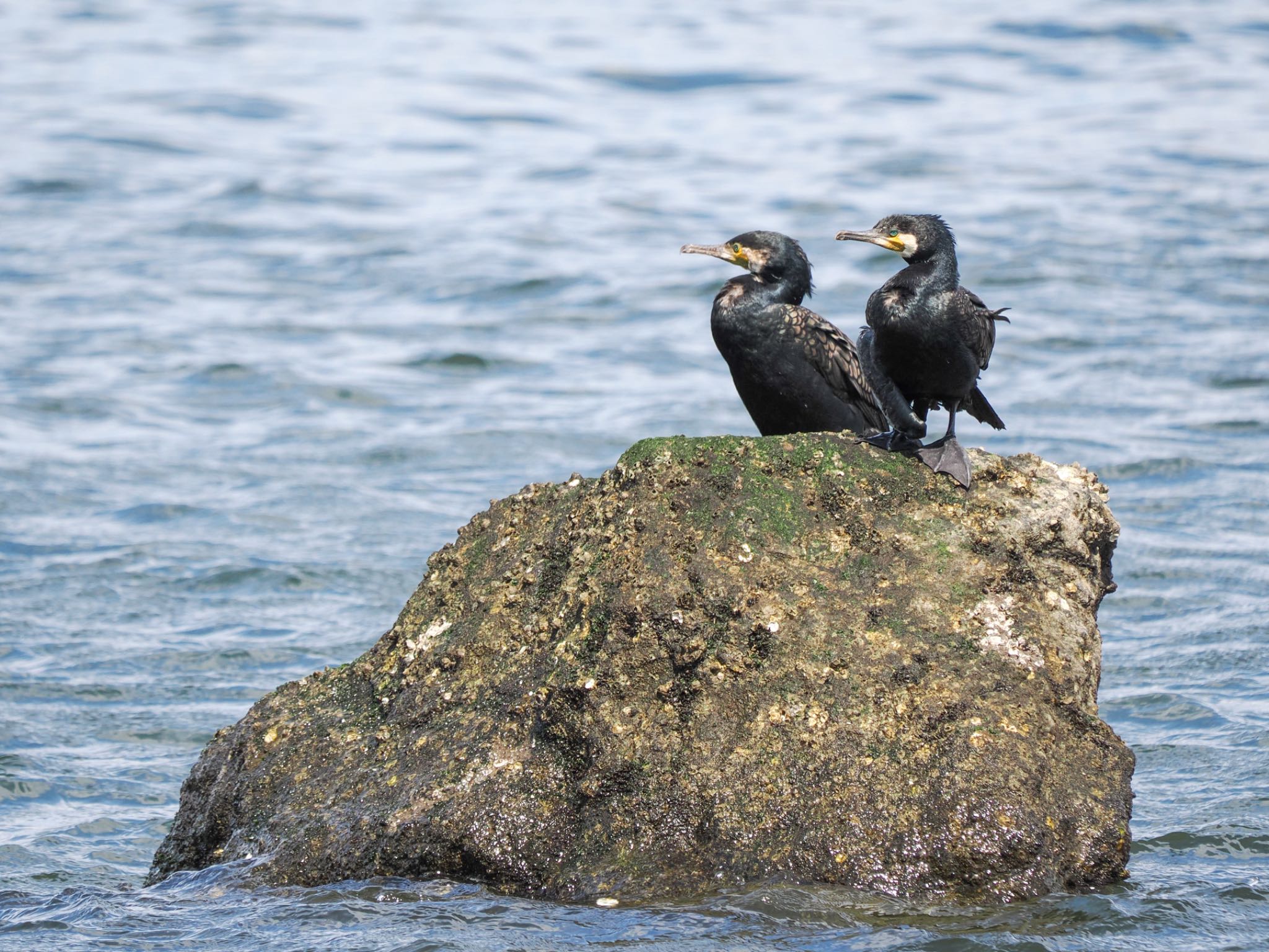 第六台場はカワウが実効支配している島 by クロやん