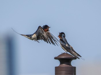 2023年5月5日(金) お台場海浜公園の野鳥観察記録