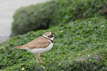 コチドリ ふなばし三番瀬海浜公園 2023年4月22日(土)