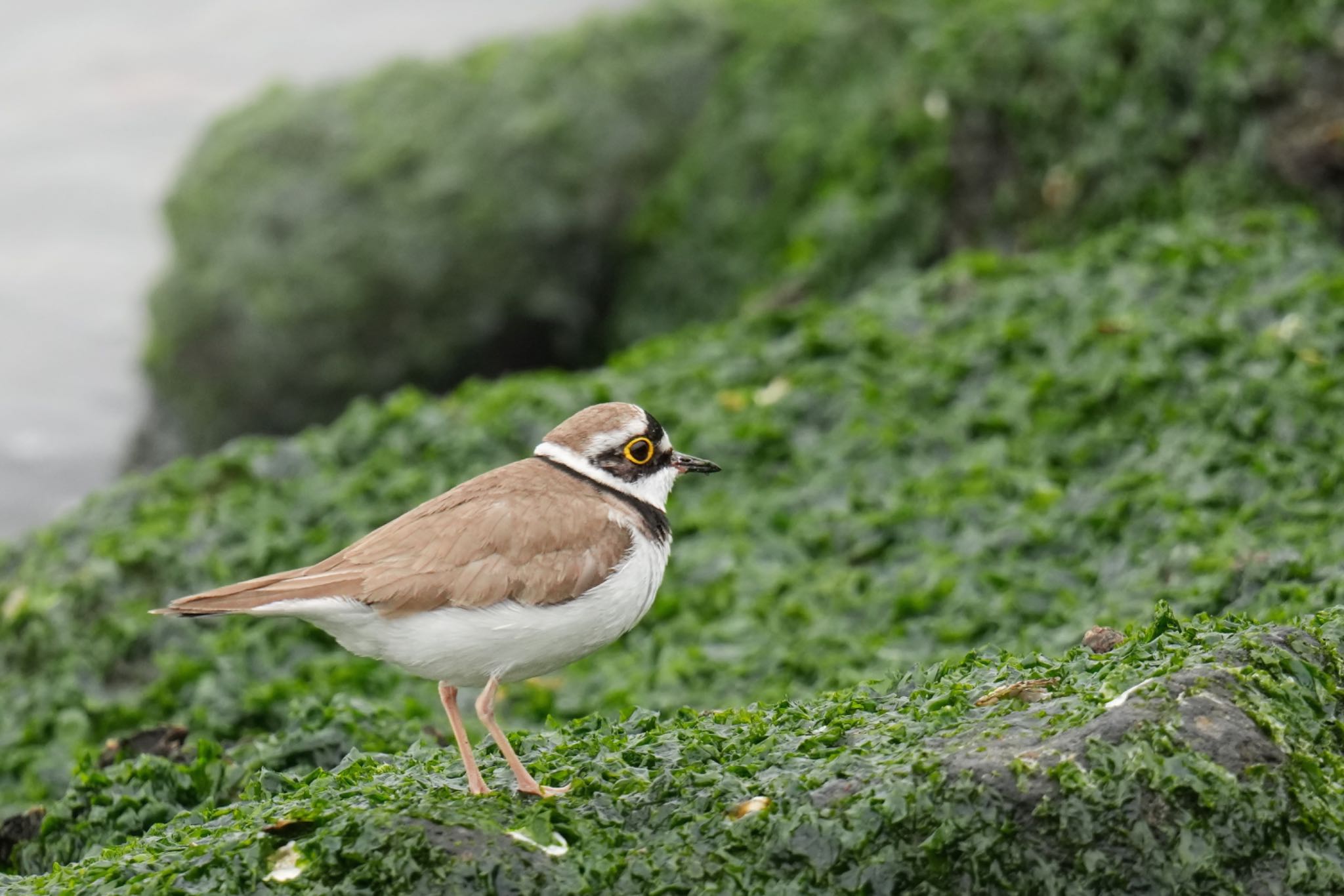 ふなばし三番瀬海浜公園 コチドリの写真 by アポちん