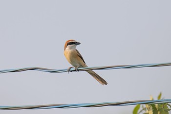 Brown Shrike Unknown Spots Wed, 5/17/2023