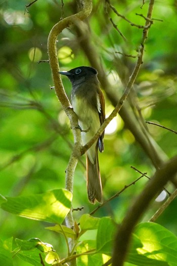 サンコウチョウ 場所が不明 2023年5月18日(木)