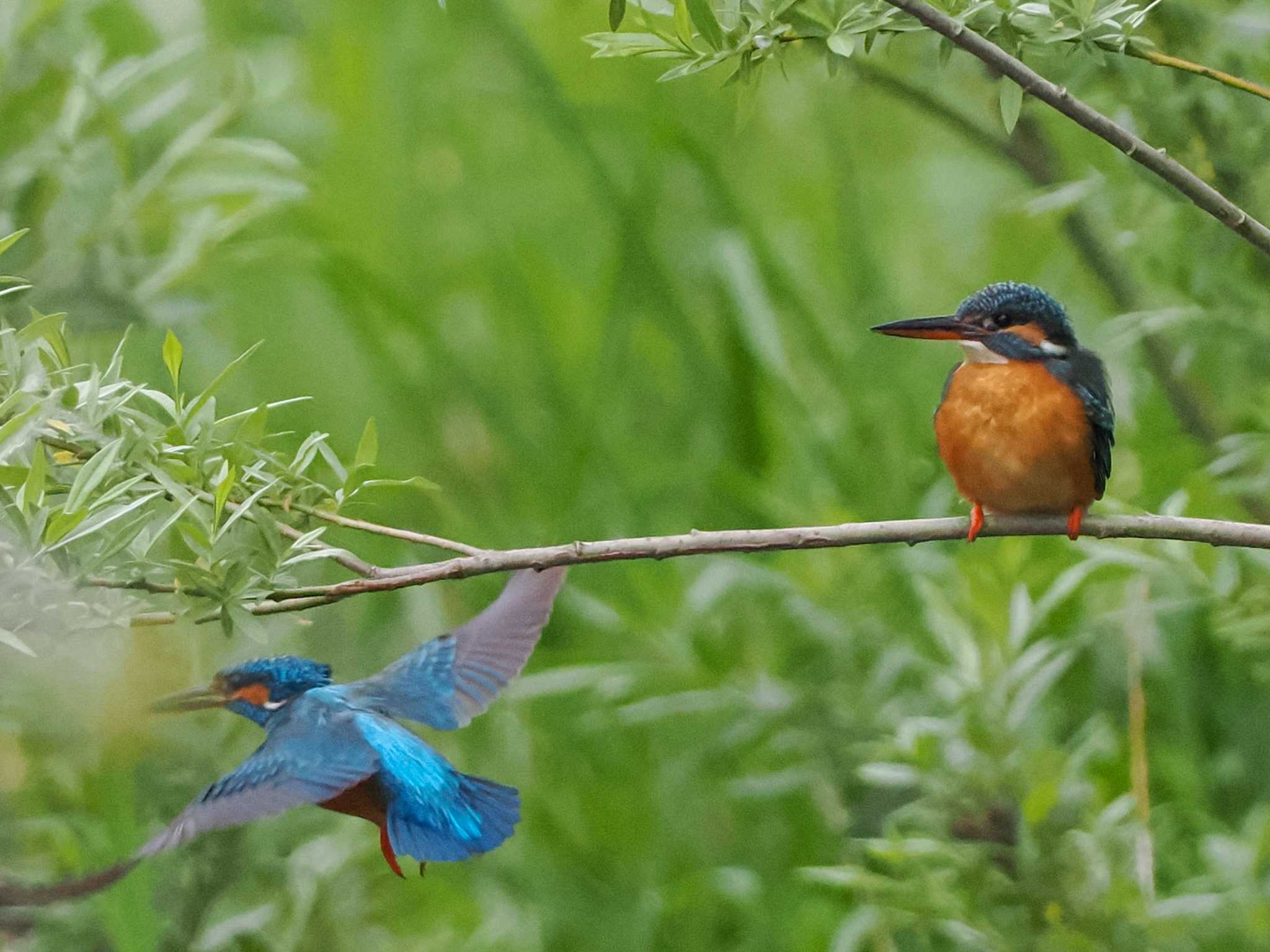 カワセミ