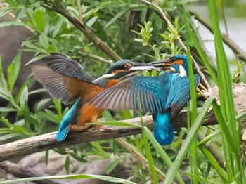 2023年5月19日(金) 福井緑地(札幌市西区)の野鳥観察記録