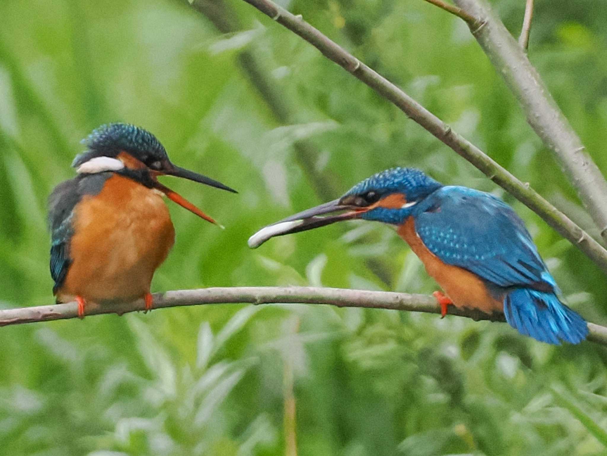 カワセミ