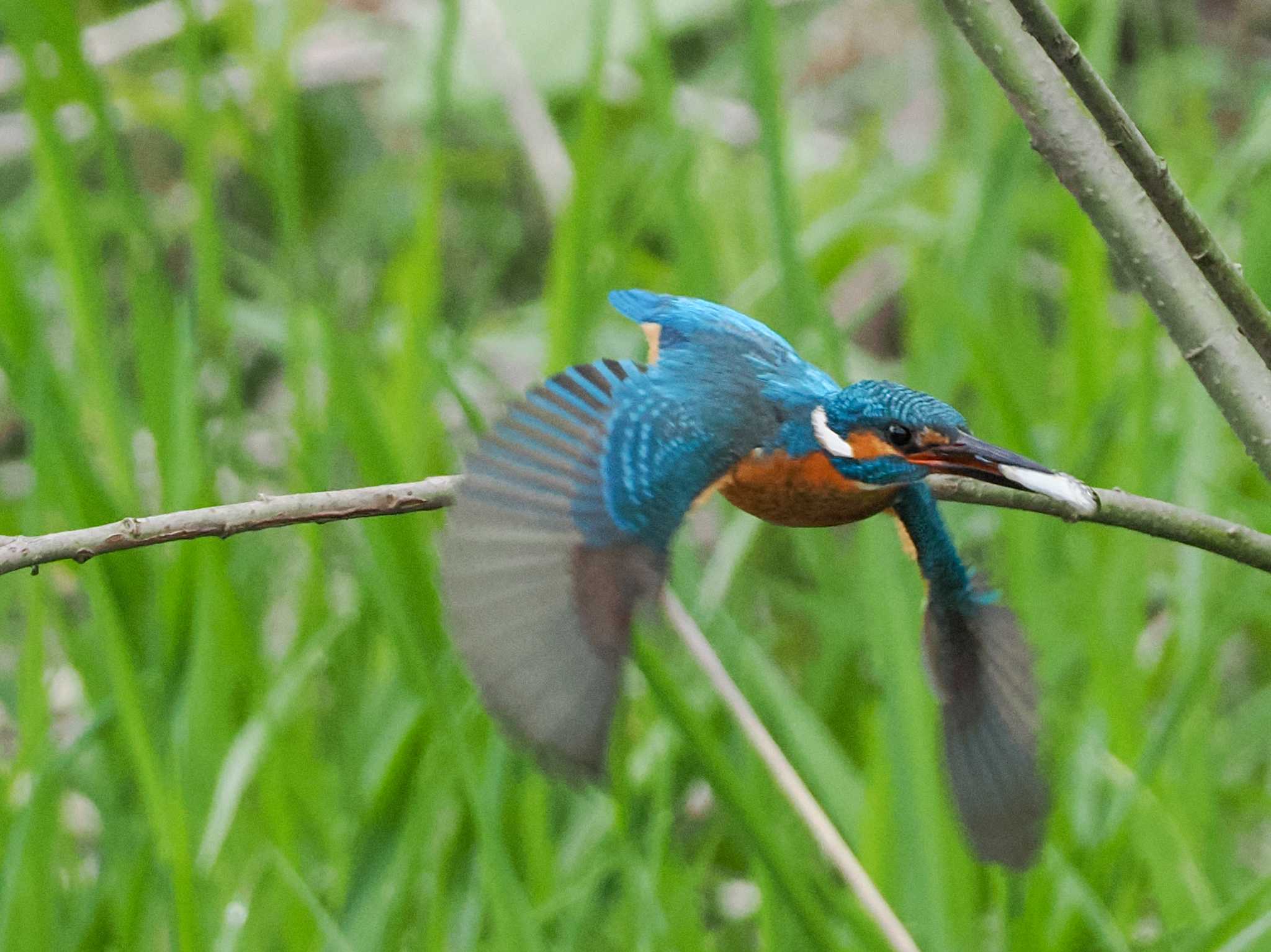 カワセミ