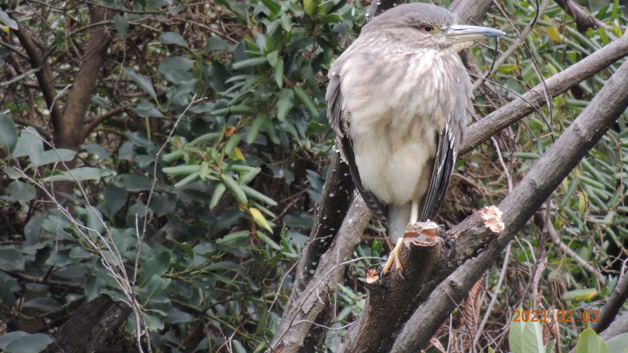 仙台堀川公園(江東区) ゴイサギの写真