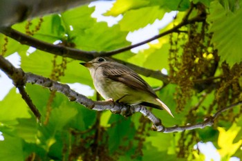 Asian Brown Flycatcher 月寒公園 Wed, 5/17/2023