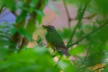 Eyebrowed Thrush 月寒公園 Wed, 5/17/2023