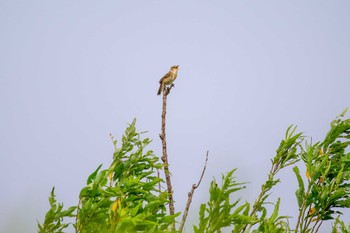 Black-browed Reed Warbler 厚別川河畔林 Sun, 6/19/2022