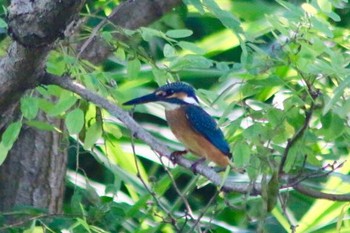 2018年6月30日(土) 羽村市郷土博物館側の多摩川の野鳥観察記録