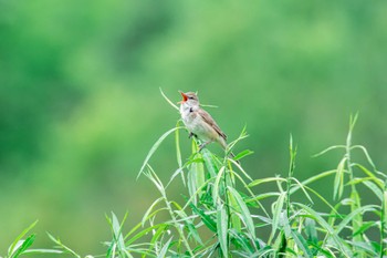 Oriental Reed Warbler 厚別川河畔林 Thu, 6/2/2022