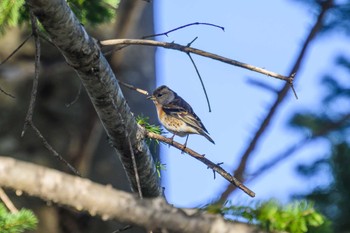 Brambling Nishioka Park Sun, 3/19/2023