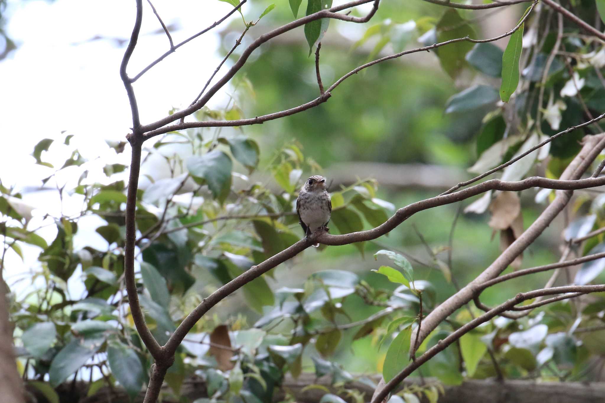 Dark-sided Flycatcher