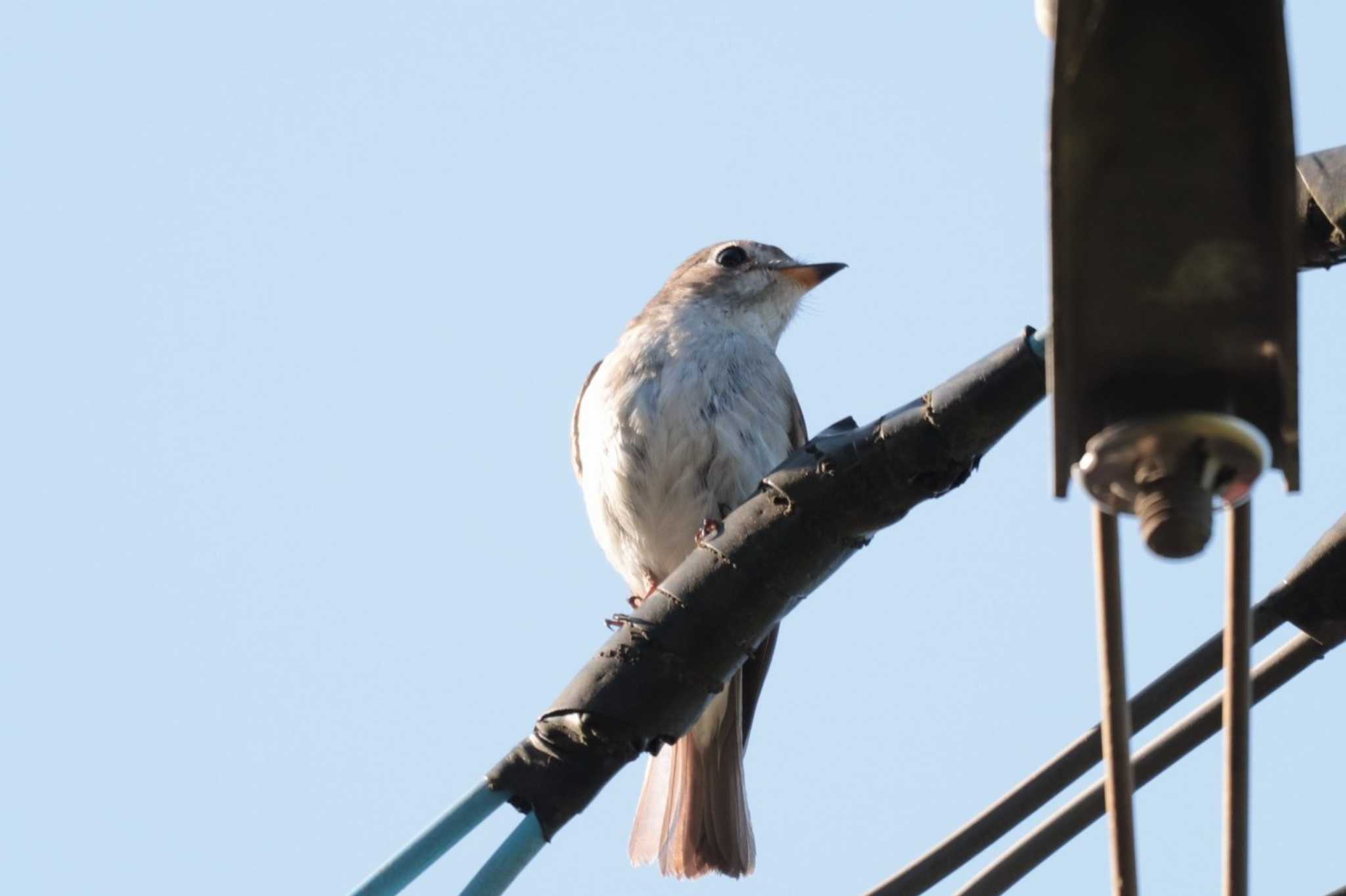 Asian Brown Flycatcher