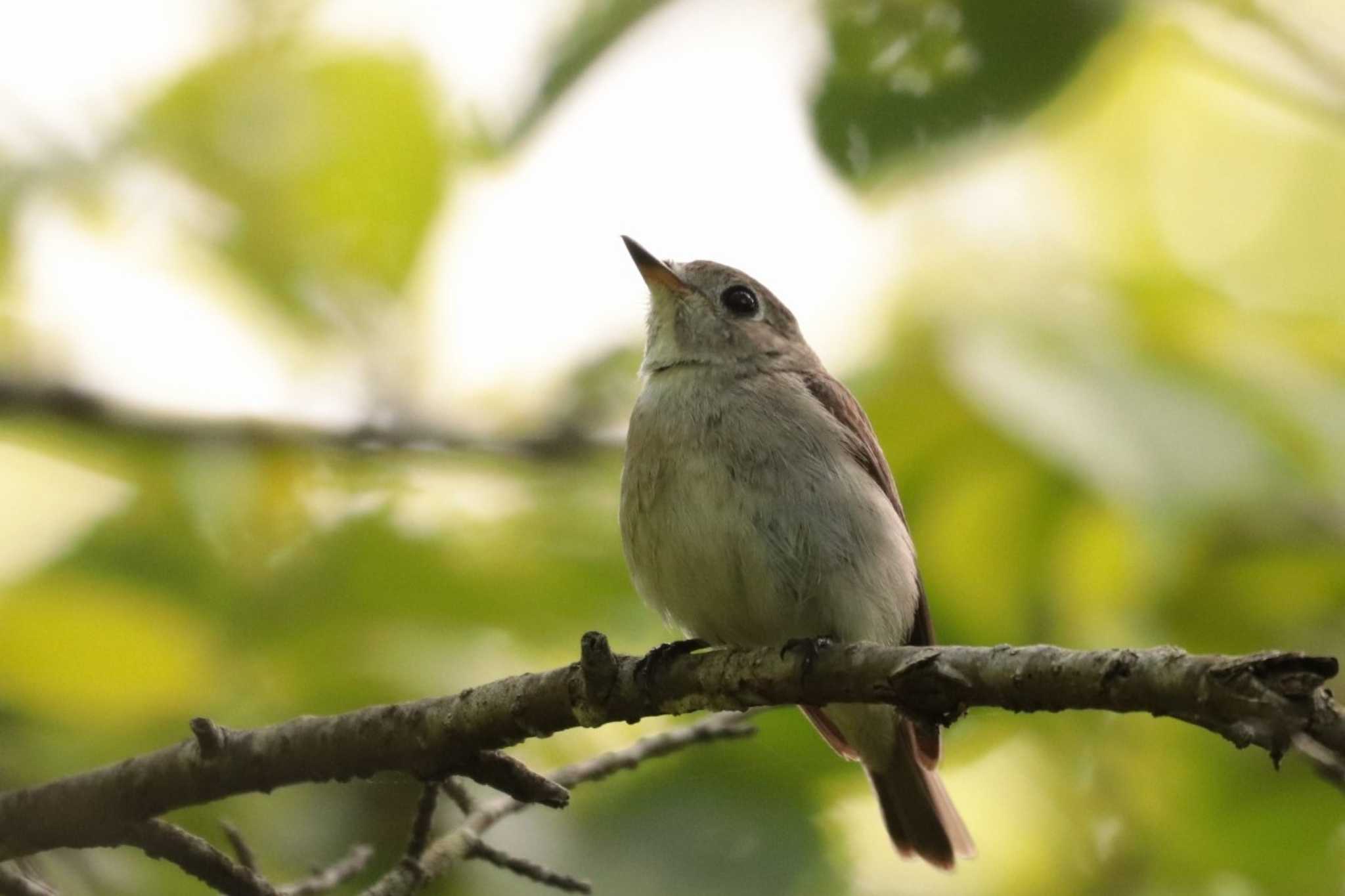 Asian Brown Flycatcher