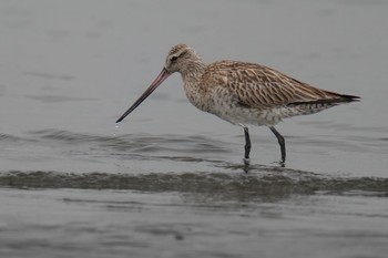 オオソリハシシギ ふなばし三番瀬海浜公園 2023年4月22日(土)