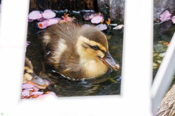 Eastern Spot-billed Duck 江川せせらぎ遊歩道 Sun, 3/20/2022