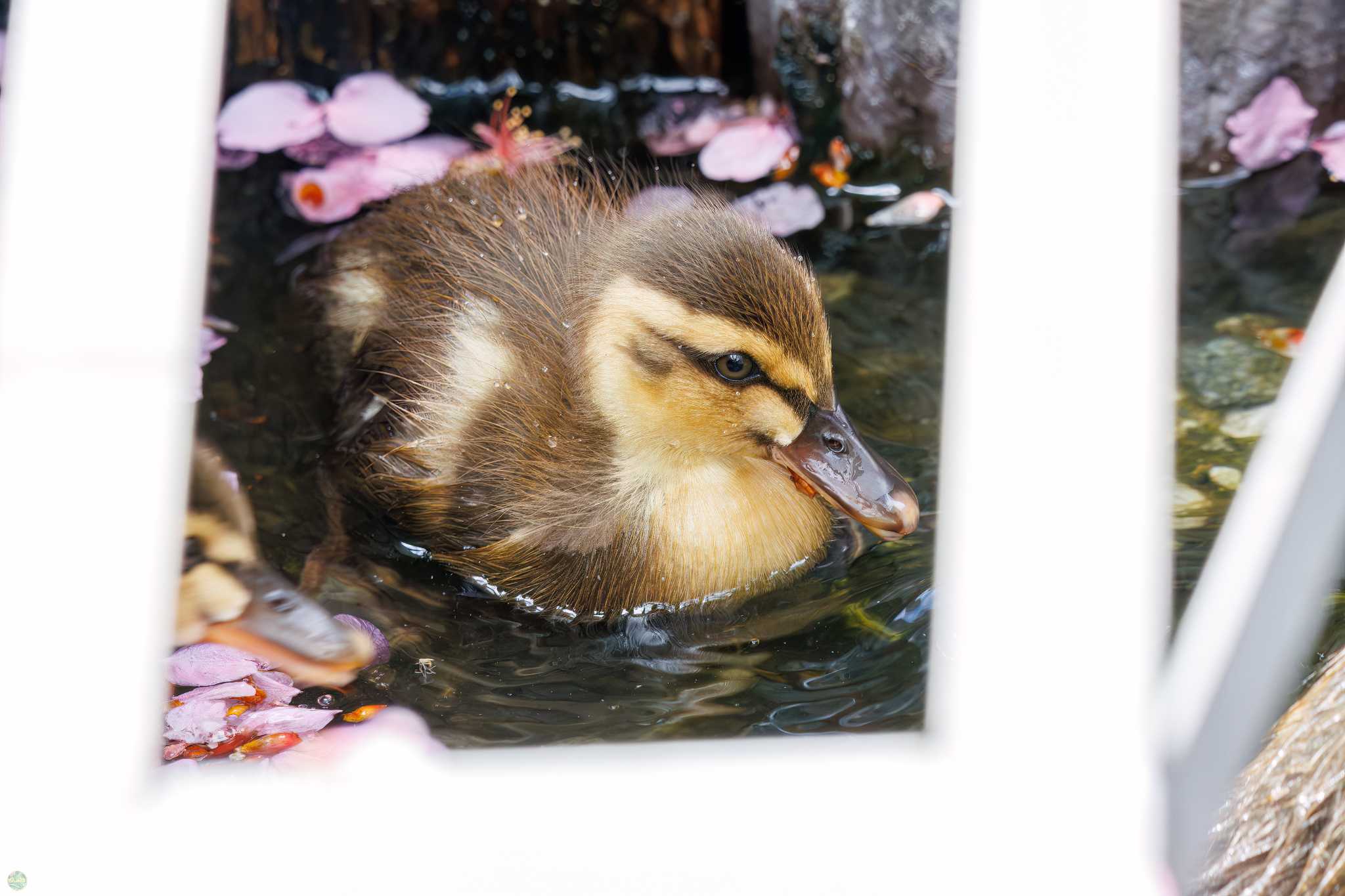 Photo of Eastern Spot-billed Duck at 江川せせらぎ遊歩道 by d3_plus