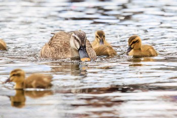 Eastern Spot-billed Duck 江川せせらぎ遊歩道 Sun, 3/20/2022