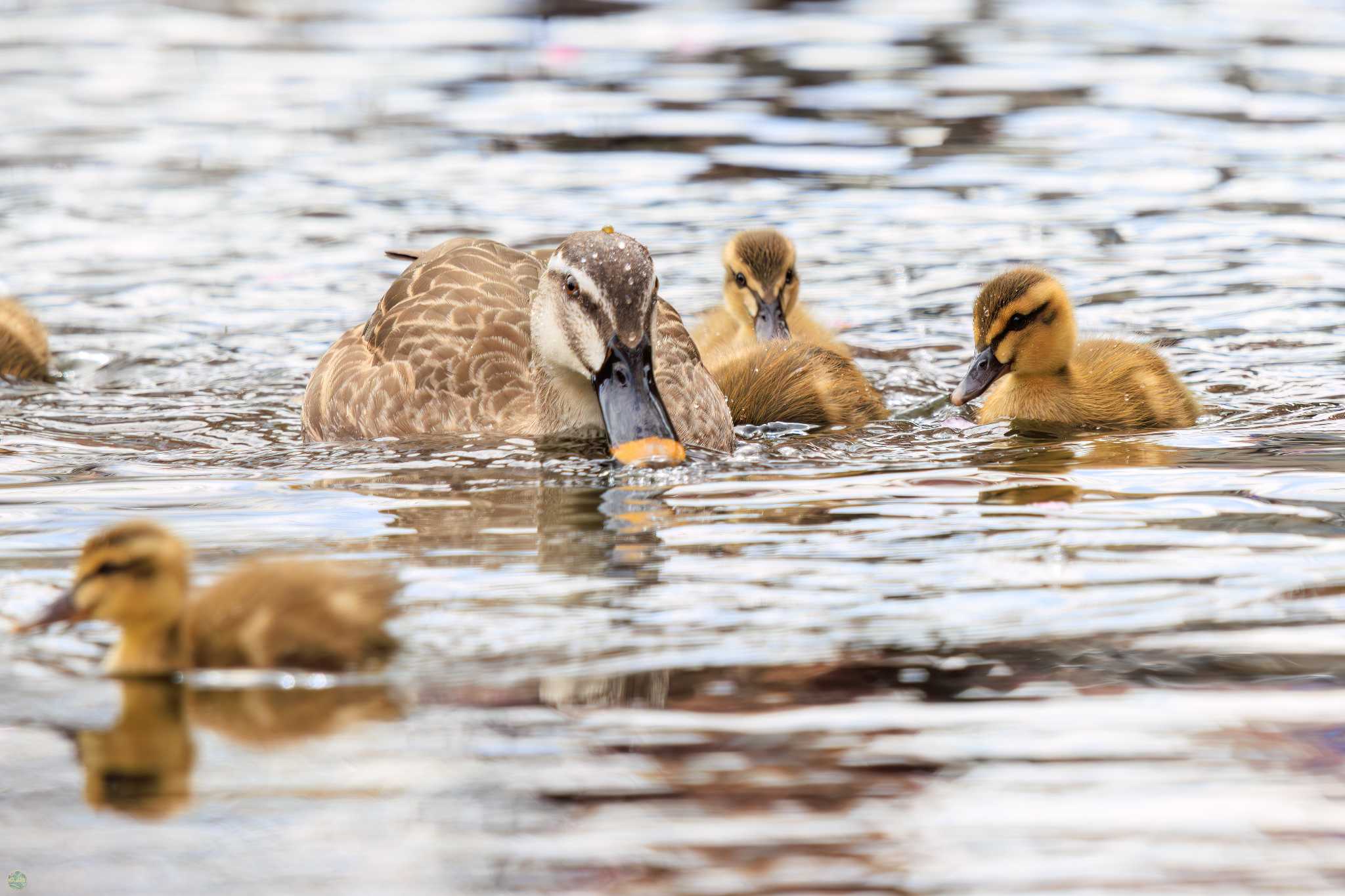 Eastern Spot-billed Duck