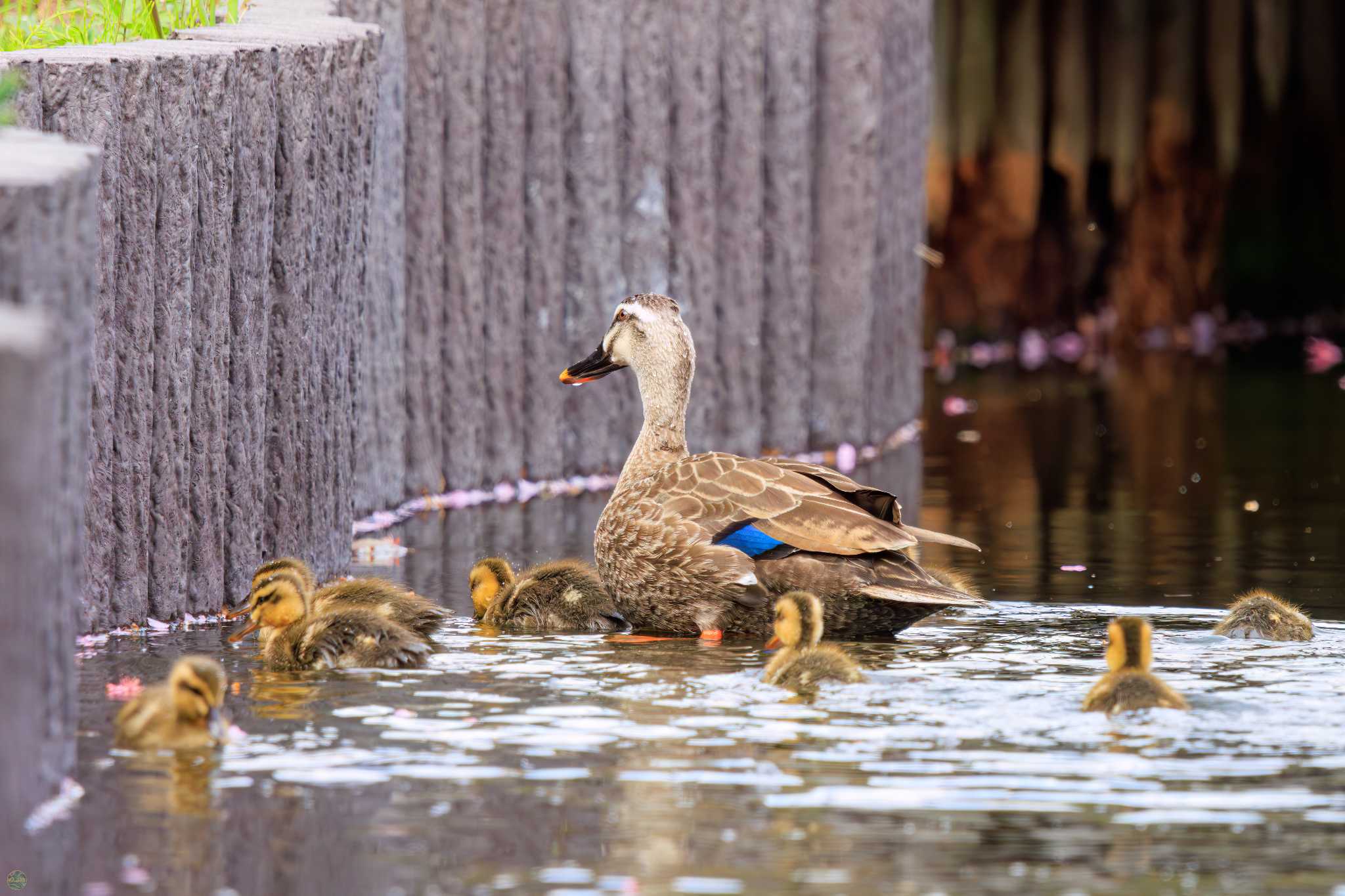 Eastern Spot-billed Duck