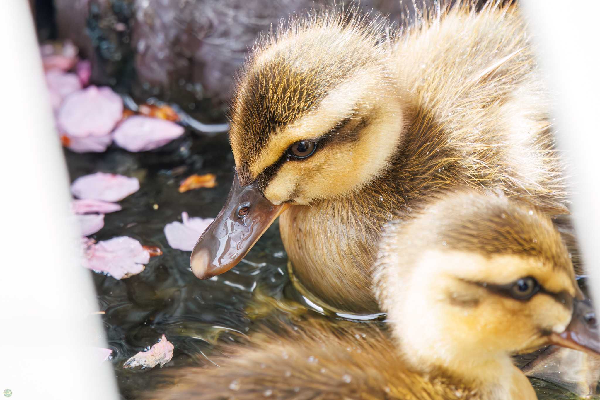 Eastern Spot-billed Duck