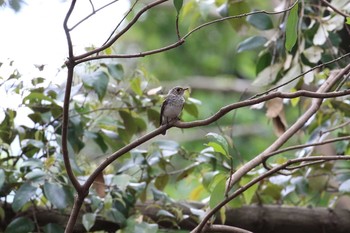 Dark-sided Flycatcher 二本松林道 Sat, 6/30/2018