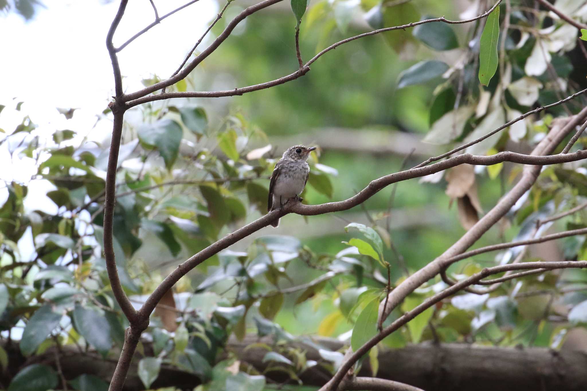 Dark-sided Flycatcher