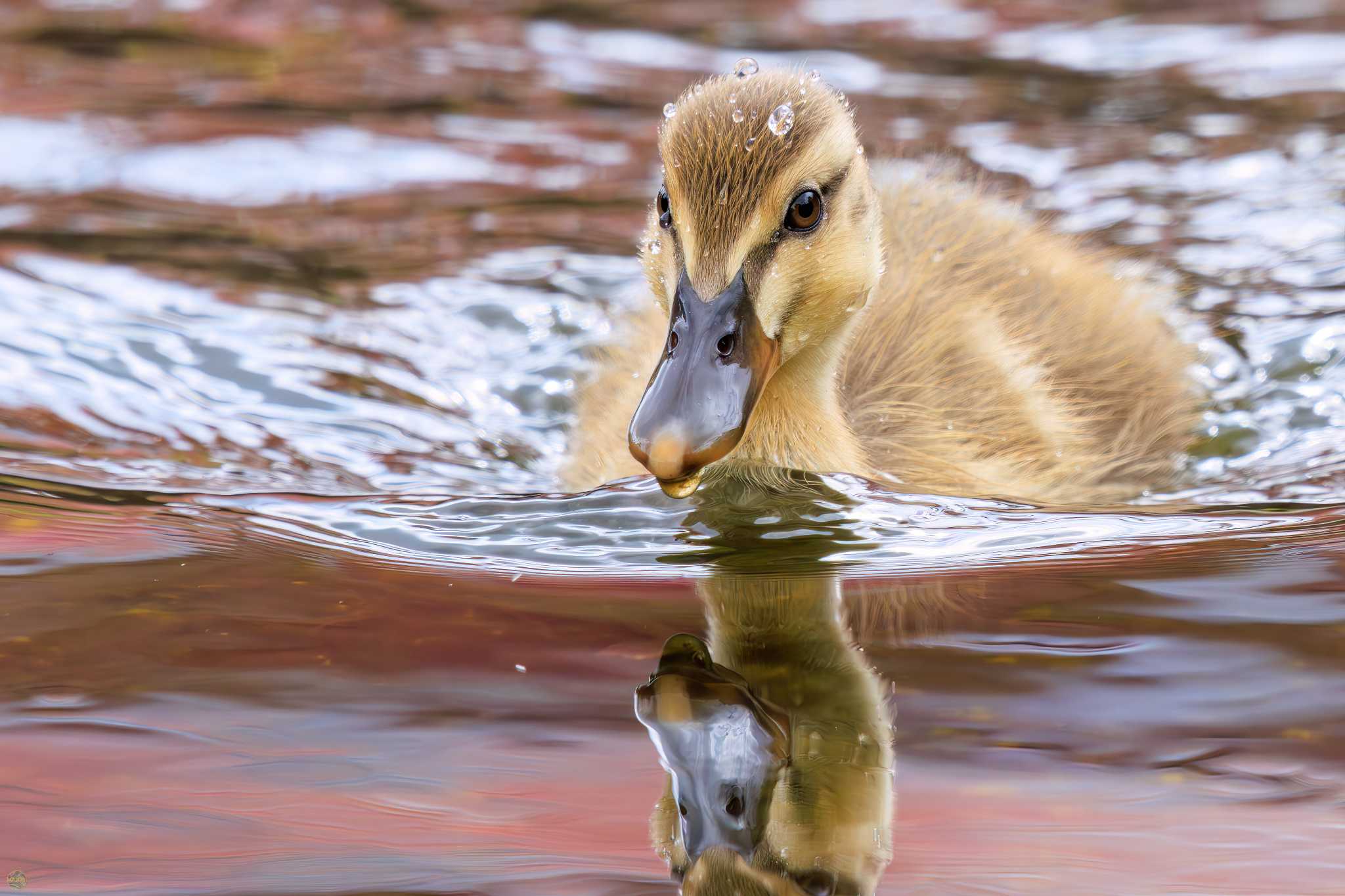 Photo of Eastern Spot-billed Duck at 江川せせらぎ遊歩道 by d3_plus