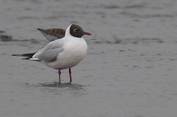 ユリカモメ ふなばし三番瀬海浜公園 2023年4月22日(土)