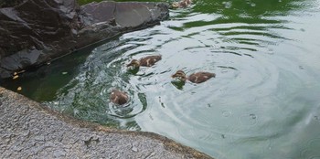 カルガモ 目白庭園 2023年5月19日(金)