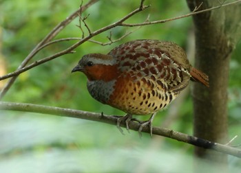 Chinese Bamboo Partridge 横浜市 Thu, 5/18/2023