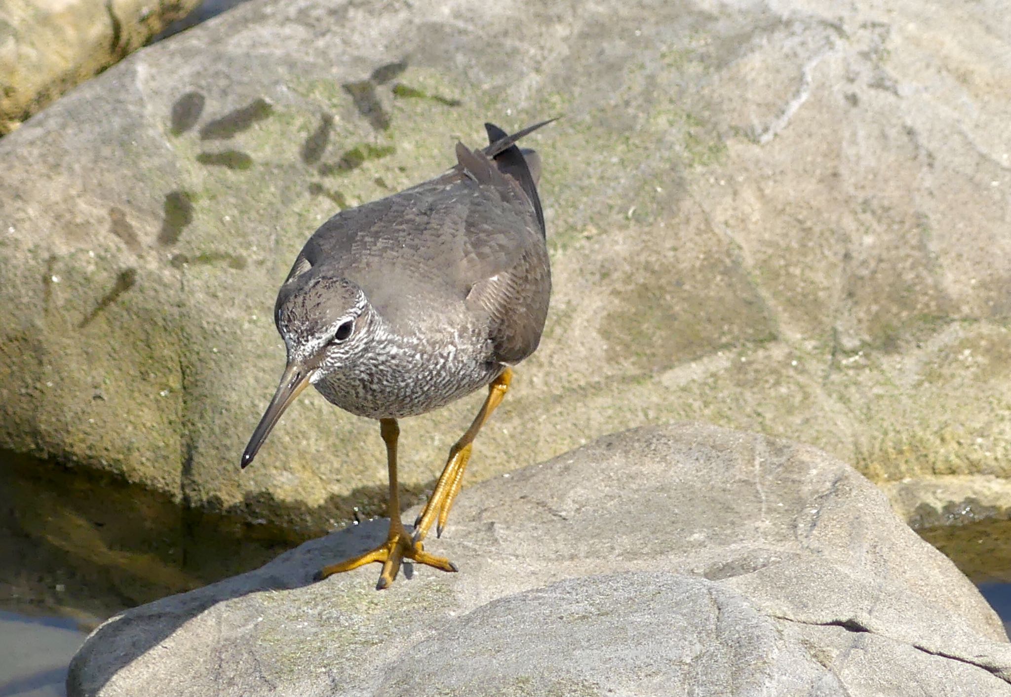 Grey-tailed Tattler