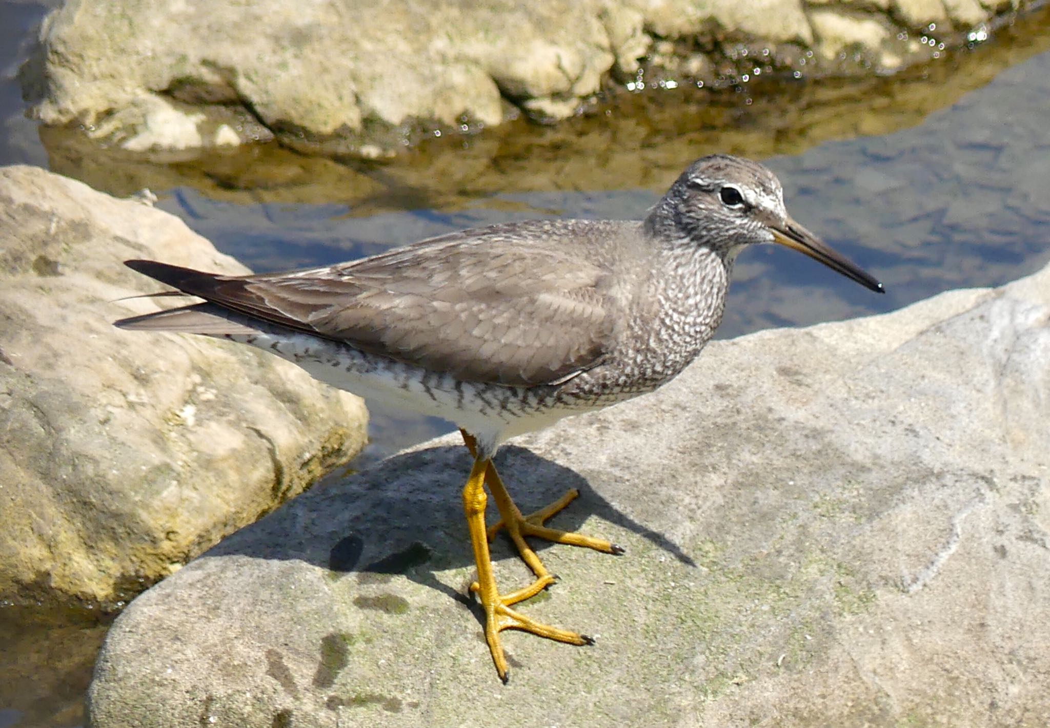 Grey-tailed Tattler