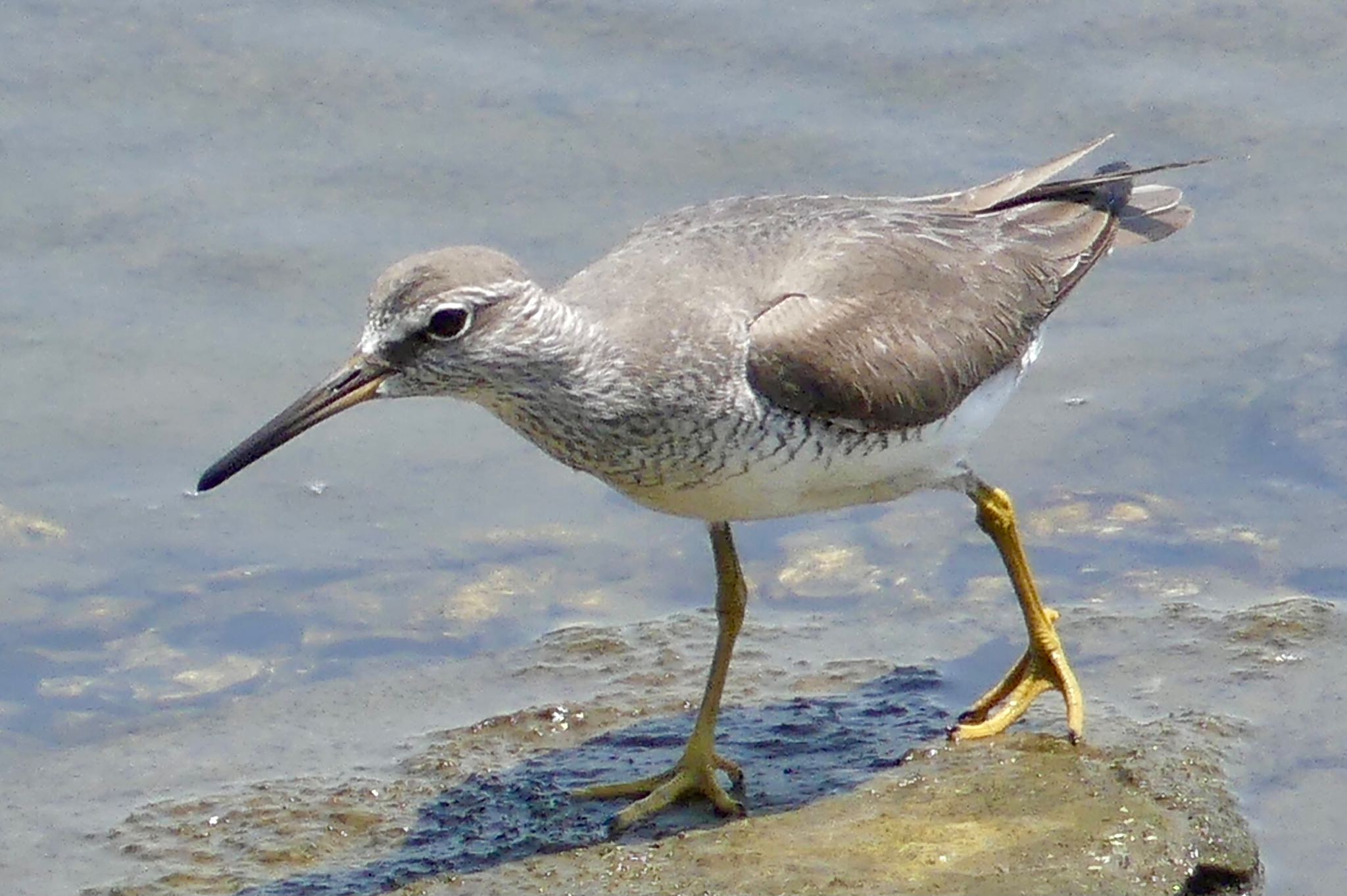 Grey-tailed Tattler